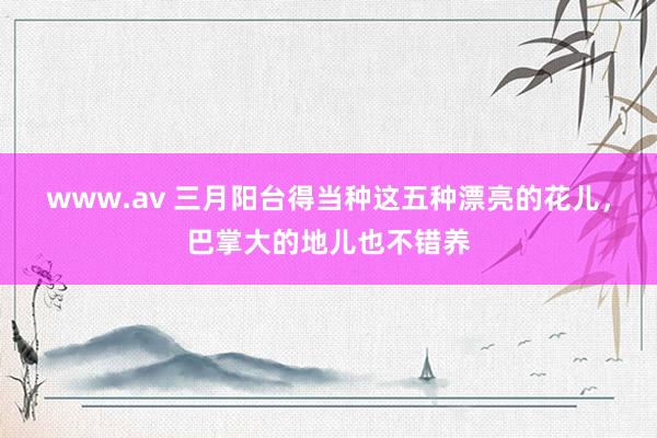 www.av 三月阳台得当种这五种漂亮的花儿，巴掌大的地儿也不错养